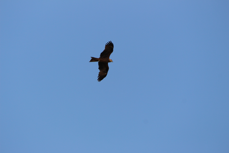 Adler fliegt am hellblauen Himmel